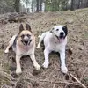 mandylchandler - @mandylchandler - TikTok