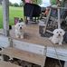 Mindy Chappelear - Facebook