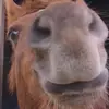mandy_the.chesnut.mare - @mandy_the.chesnut.mare - TikTok