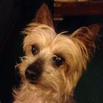Mandy Clements🐾 - @mandy13loo - Instagram