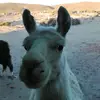 mandyclouds - @mandyclouds - TikTok