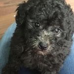 Mandy Coates - @pins68 - Instagram