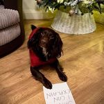Mandy Coates - @mandyanddexter - Instagram