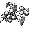 Mandy Bean Coffee - @mandybeancoffee - TikTok