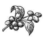 Mandy Bean Specialty Coffee - @mandybeancoffee - Instagram