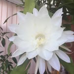 Mandy - @mandy_coffee_ - Instagram