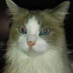 Amanda  Coffin - @imperialfeline - Instagram