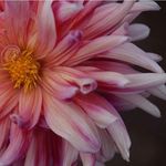 Mandy Coffman Photography - @mandycoffmanphoto - Instagram