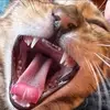 SassyCat - @mandycoker95 - TikTok