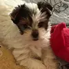 Mandy Cooley Down Sout Yorkies - @mawmawlifewith2boys - TikTok