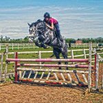 Mandy Darling - @dale_sport_horses - Instagram