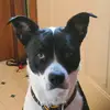 Mandy Darling - @harbingpets - TikTok