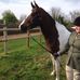 Mandy Dodge - Facebook