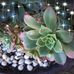 Mandy Dowling - Facebook