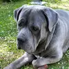 ❤🐶👧mandy_Eddy❤🐾🐕CaneCorso - @mandyeddy02 - TikTok
