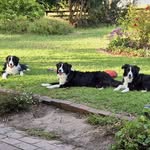 Mandy Emery - @harlowrebelasherbordercollies - Instagram