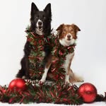Mandy Emery - @dogloveremery - Instagram