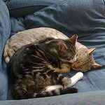 Amanda Ferris - @the_phoenix_is_in_charge - Instagram