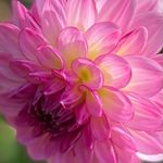 Mandy E’s flower photography - @mandy_e_flowers - Instagram