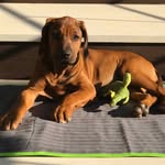 Sansa Mandela Ridgeback - @sansa__gram - Instagram