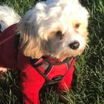 Mandy Garber - @mandygarberandmaisie - Instagram