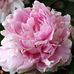 Mandy Harding - Facebook