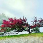 Amanda Hawes - @a.hawes1498 - Instagram