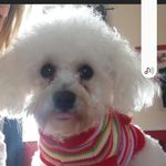 Mandy Haynes - @mandychucklebucket - Instagram