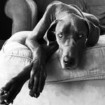Amanda Heintz Hoffman - @skylar_the_dane - Instagram
