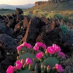 Mandy Helms - @thedesertbloomaz - Instagram