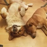 Amanda Hoke - @living_with_crazy_dog_edition - Instagram