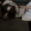 Thepupsandkits - @mandyholmes00 - TikTok