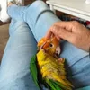 Mandy Homan-veenstra - @m.homan - TikTok