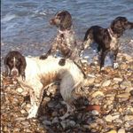Mandy Hood - @spaniel_crazy - Instagram