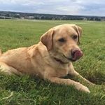 Mandy Lambert - @mandylambert9842 - Instagram