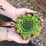 Mandy Lawson - @smartyplants_ - Instagram