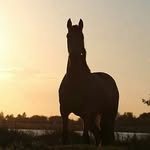🐴 MANDY LEROY 📸 - @uninstantunephoto59 - Instagram