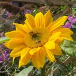 Mandy Lloyd - @my_garden_at_flowery_fields - Instagram