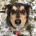 Mandy McMuffin Mandelbrot - @mandy.mandelbrot - Instagram