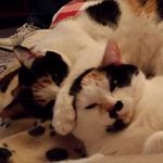Mandy Marion Richards - @liliesmom3 - Instagram