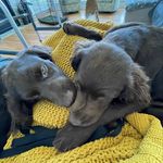 Amanda Markham - @bunchofboykins - Instagram