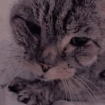 Mandy Mercer - Facebook