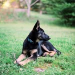 Amanda Minor - @amandaminoranimalphoto - Instagram