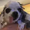 Mandy Nolan - @mandywithlola - TikTok