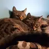 Mandy Paul - @mandy.paul7 - TikTok