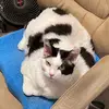 Mandy Peacock - @mandypeacock3 - TikTok