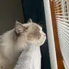 Mandy Peacock - @poppypeacock16 - TikTok