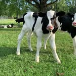 Mandy Pierre - @pierre_pastures - Instagram