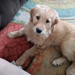 Mandy Powers - @a_pup_called_elsa - Instagram