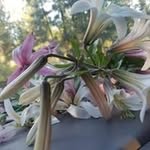 Mandy Roberson - @mandy42148 - Instagram
